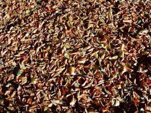 Biodegradable waste