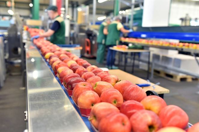 Ovocie a zelenina vydržia dlhšie čerstvé vďaka filtru, ktorý zachytáva etén 