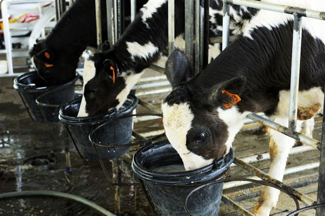 Mexická firma patentuje technológiu na kŕmenie dobytka z biologického odpadu