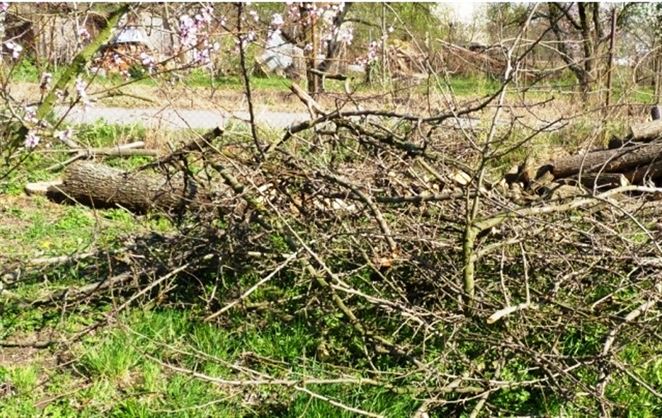 Bratislavské Staré Mesto spúšťa zber a odvoz biologicky rozložiteľného odpadu